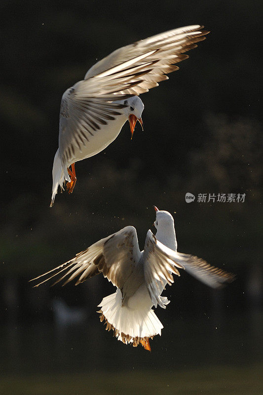 海鸥,Larus ridibundus